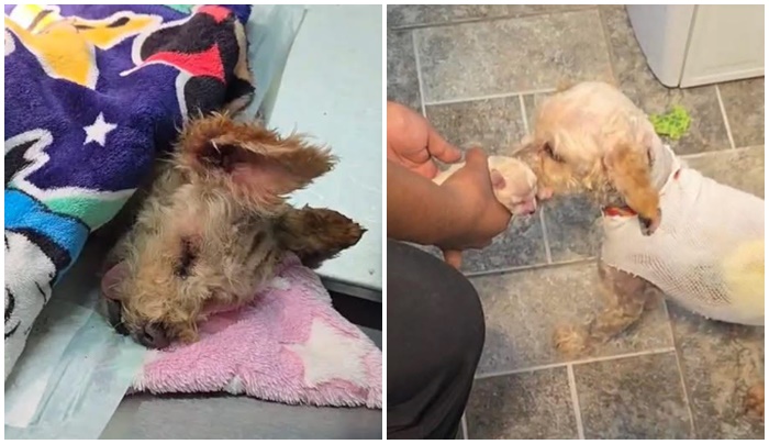 Cereza y Cerecito sobrevivieron a la explosión de una pipa de gas en Iztapalapa. Su historia inspira.