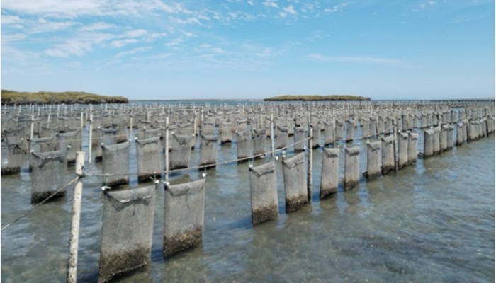 Isabel y Alberto contarán su experiencia en comunidades ostrícolas en Baja California Sur. Foto: coscyt.mx