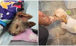 Cereza y Cerecito sobrevivieron a la explosión de una pipa de gas en Iztapalapa. Su historia inspira.