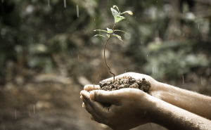 El Papa Francisco, con su Encíclica Laudato Si´ ofrece su orientación a los graves problemas que enfrentamos en el planeta por la acción devastadora del hombre que ha generado el cambio climático (Pixabay)