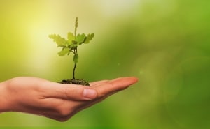 México está en un proceso acelerado de pérdida de biodiversidad (Pixabay).