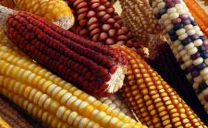 Foto: Gobierno de México.