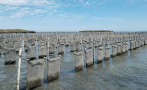 Isabel y Alberto contarán su experiencia en comunidades ostrícolas en Baja California Sur. Foto: coscyt.mx