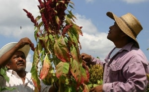 Tomada de La Coperacha